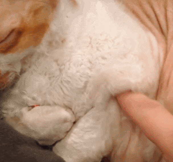 18 macska, akik annyira hajlékonyak, hogy arra nincsenek szavak