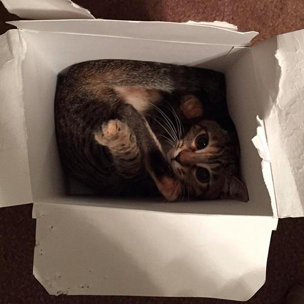 18 macska, akik annyira hajlékonyak, hogy arra nincsenek szavak