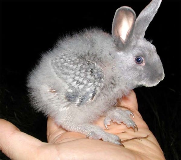 A legfurább photoshopolt állatok, amikről azt kívánod, bárcsak léteznének