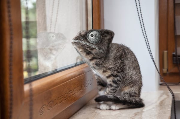 A legfurább photoshopolt állatok, amikről azt kívánod, bárcsak léteznének