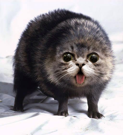 A legfurább photoshopolt állatok, amikről azt kívánod, bárcsak léteznének