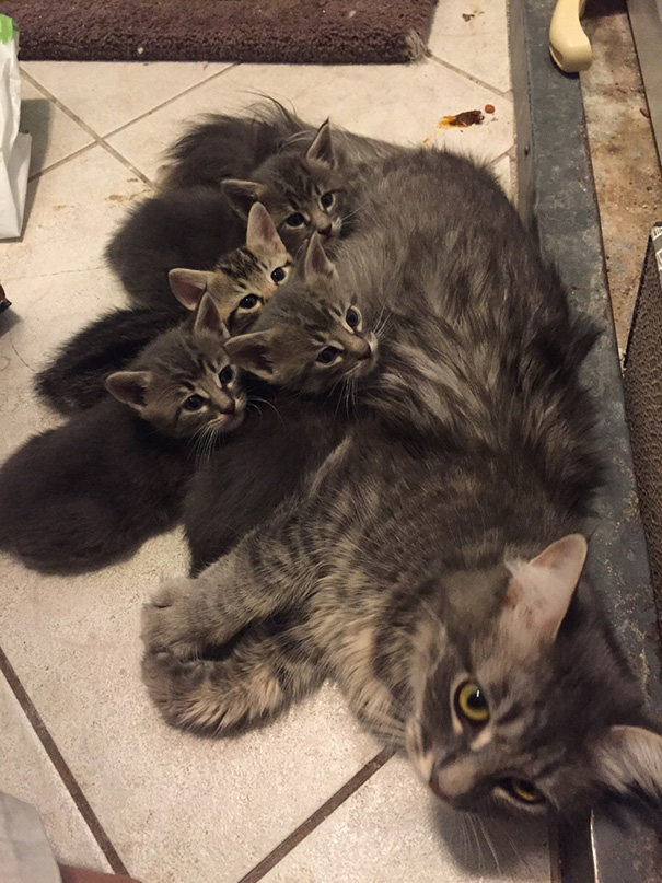 20 büszke macskamama, akit te is imádni fogsz - cuki képek