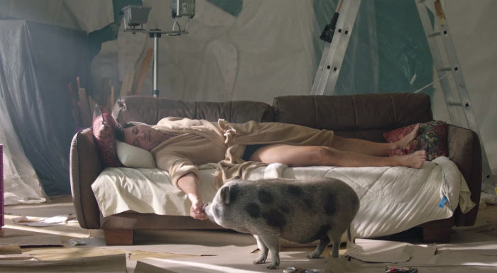 Ez a disznó lett a Válótársak sztárja