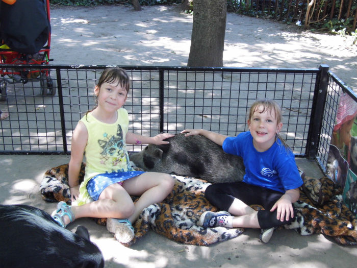 Ez a disznó lett a Válótársak sztárja