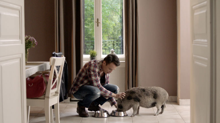 Ez a disznó lett a Válótársak sztárja