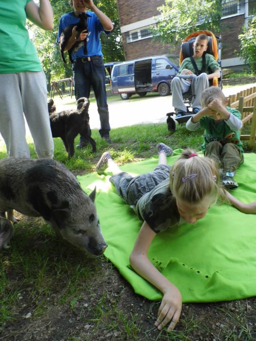 Ez a disznó lett a Válótársak sztárja