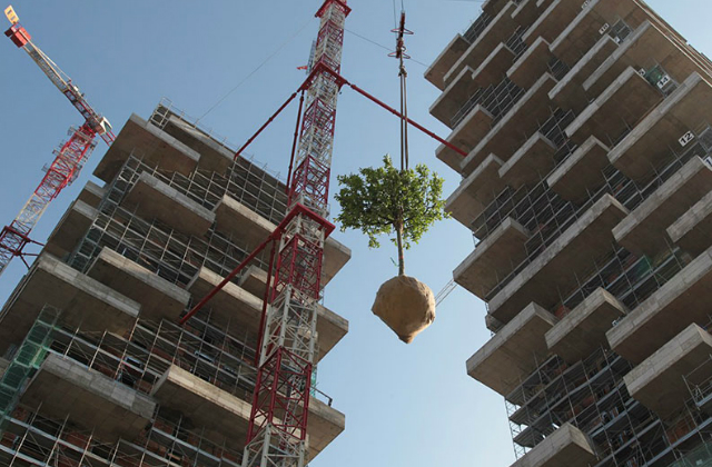 készül a függőleges erdő