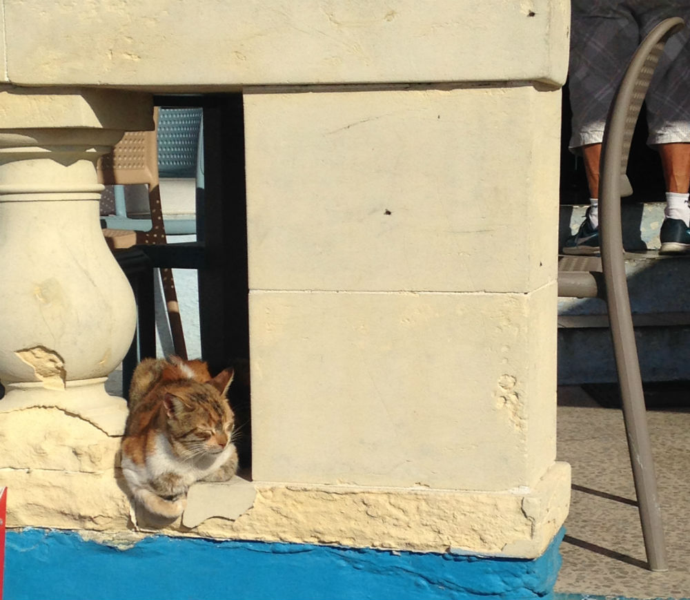 Nézegess cuki máltai macskákat