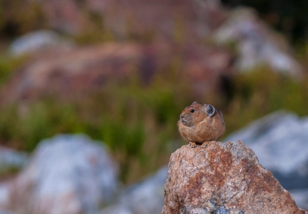 Megmutatjuk a világ egyik legkülönlegesebb állatát - cuki képek