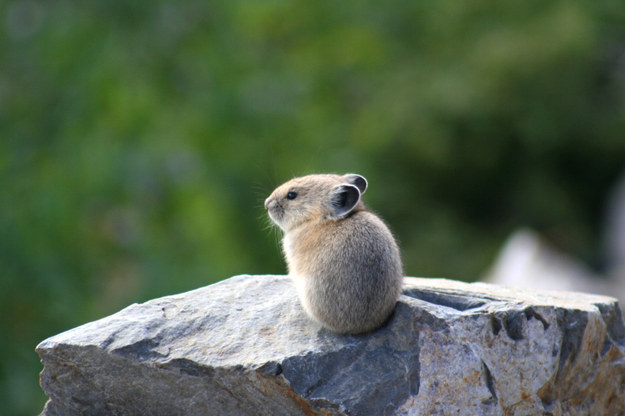 Megmutatjuk a világ egyik legkülönlegesebb állatát - cuki képek