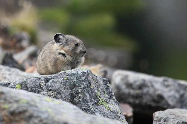 Megmutatjuk a világ egyik legkülönlegesebb állatát - cuki képek