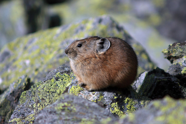Megmutatjuk a világ egyik legkülönlegesebb állatát - cuki képek