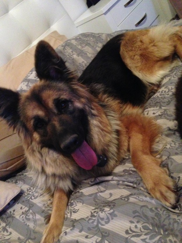 9 megmentett kutyus, akik önfeledten élvezik új otthonukat - cuki képek 9 megmentett kutyus, akik önfeledten élvezik új otthonukat - cuki képek