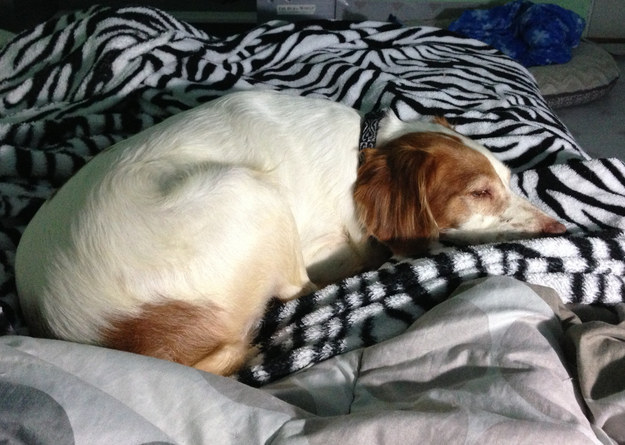 9 megmentett kutyus, akik önfeledten élvezik új otthonukat - cuki képek 9 megmentett kutyus, akik önfeledten élvezik új otthonukat - cuki képek