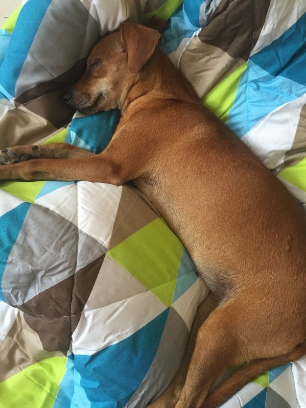 9 megmentett kutyus, akik önfeledten élvezik új otthonukat - cuki képek 9 megmentett kutyus, akik önfeledten élvezik új otthonukat - cuki képek