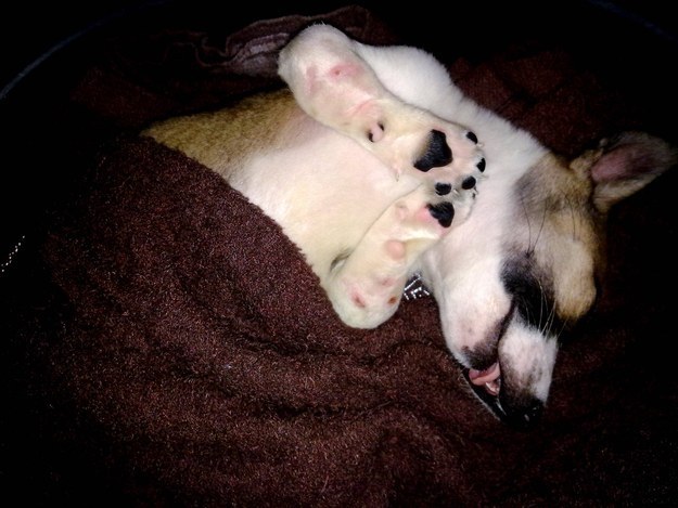 9 megmentett kutyus, akik önfeledten élvezik új otthonukat - cuki képek 9 megmentett kutyus, akik önfeledten élvezik új otthonukat - cuki képek