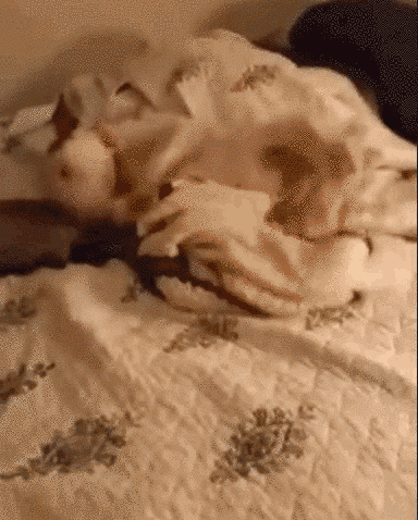 9 megmentett kutyus, akik önfeledten élvezik új otthonukat - cuki képek 9 megmentett kutyus, akik önfeledten élvezik új otthonukat - cuki képek