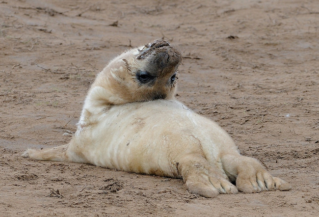 Megérkezett hideg: itt az idő, hogy fókabébiket nézegess - cuki képek