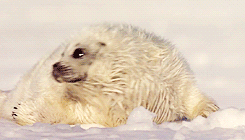 Megérkezett hideg: itt az idő, hogy fókabébiket nézegess - cuki képek