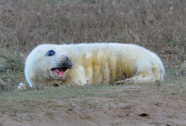 Megérkezett hideg: itt az idő, hogy fókabébiket nézegess - cuki képek