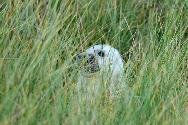 Megérkezett hideg: itt az idő, hogy fókabébiket nézegess - cuki képek