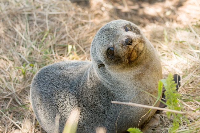 Megérkezett hideg: itt az idő, hogy fókabébiket nézegess - cuki képek