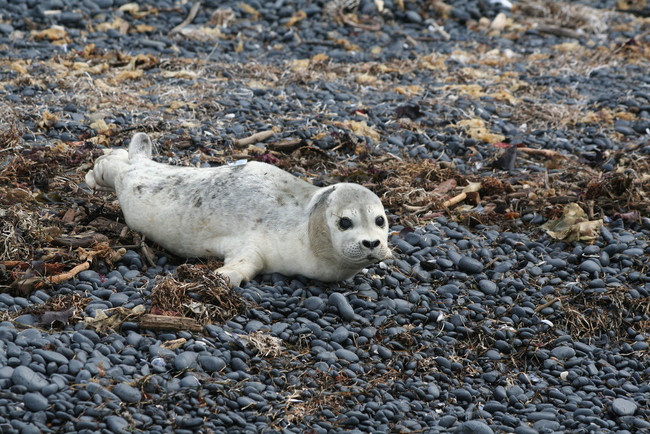 Megérkezett hideg: itt az idő, hogy fókabébiket nézegess - cuki képek