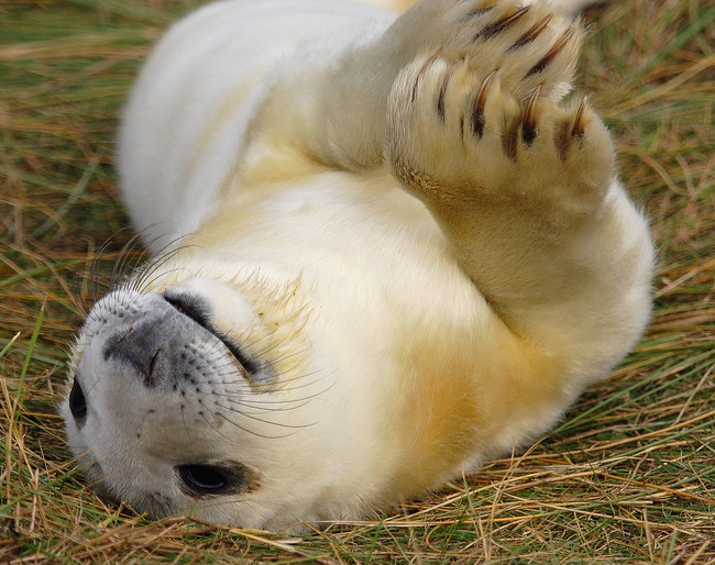 Megérkezett hideg: itt az idő, hogy fókabébiket nézegess - cuki képek
