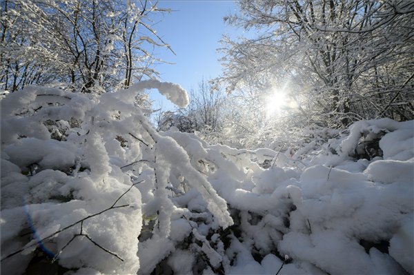 Havas fák Salgótarján Rónabánya településrészén 2015. november 24-én. MTI Fotó: Komka Péter