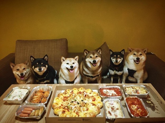 A 2015-ös év egyértelműen a siba inu kutyák éve volt