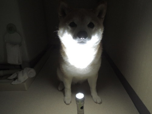 A 2015-ös év egyértelműen a siba inu kutyák éve volt