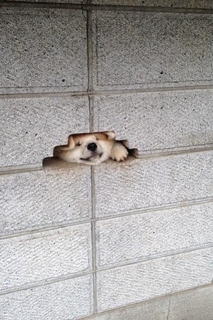 A 2015-ös év egyértelműen a siba inu kutyák éve volt