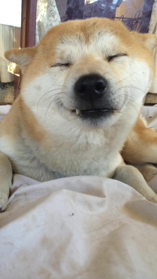 A 2015-ös év egyértelműen a siba inu kutyák éve volt