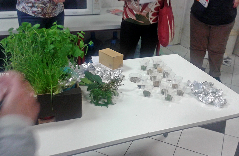 Menzaügy: éljen a vasfű, ami alkalmas a só kiváltására