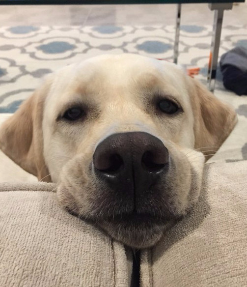 10 ok, amiért mondj köszönetet a kutyádnak