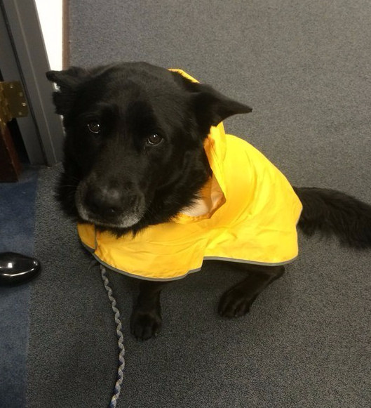 10 ok, amiért mondj köszönetet a kutyádnak