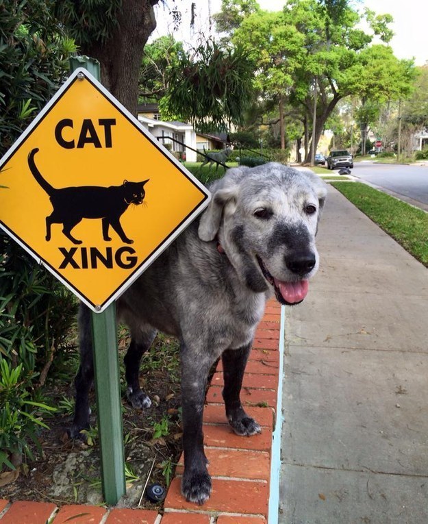 10 ok, amiért mondj köszönetet a kutyádnak