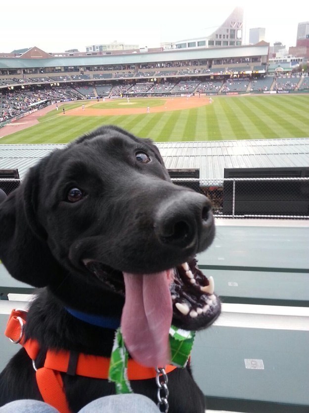 10 ok, amiért mondj köszönetet a kutyádnak