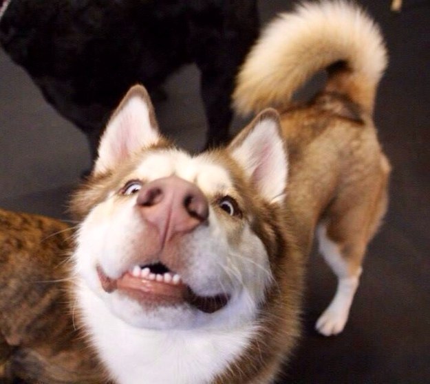 10 ok, amiért mondj köszönetet a kutyádnak