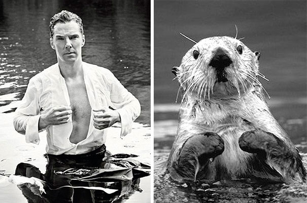 10 ok, amiért Benedict Cumberbatch egy vidra