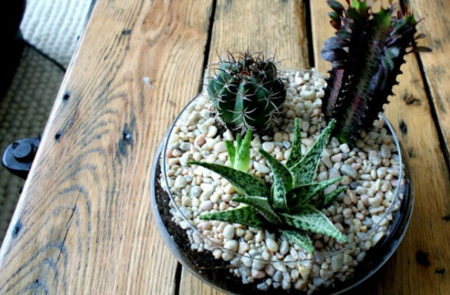 7 ötletes mini terrárium, amitől leesik az állad – fotók 