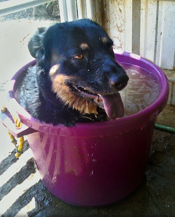 11 kutya, aki nincs tisztában saját méreteivel – vicces képek