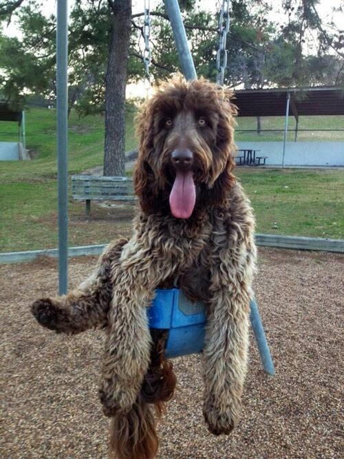 11 kutya, aki nincs tisztában saját méreteivel – vicces képek