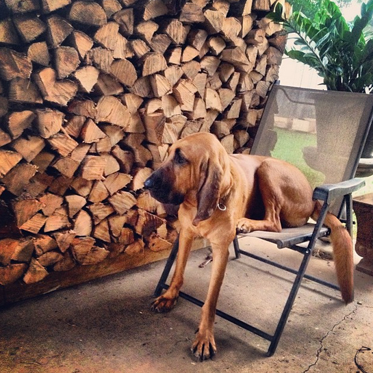 11 kutya, aki nincs tisztában saját méreteivel – vicces képek