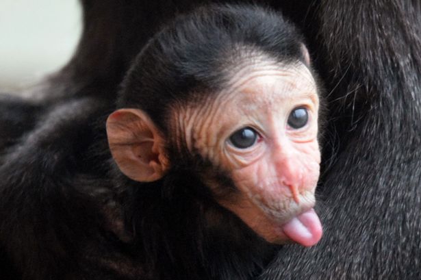 Ez a makákó bébi nem éppen az illem mintapéldánya