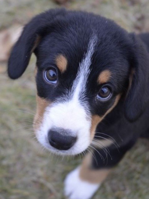 21 cuki kutyás fotó, amit neked is látnod kell ma! 21 cuki kutyás fotó, amit neked is látnod kell ma!