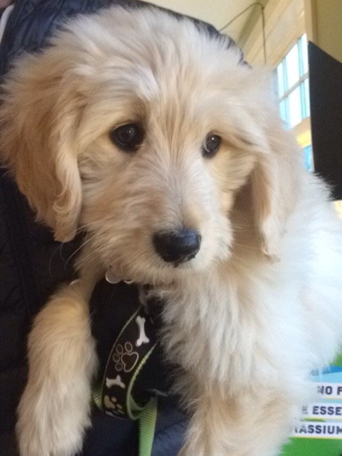 21 cuki kutyás fotó, amit neked is látnod kell ma! 21 cuki kutyás fotó, amit neked is látnod kell ma!