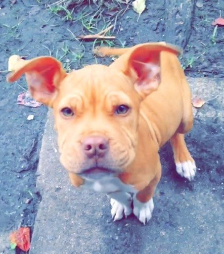 21 cuki kutyás fotó, amit neked is látnod kell ma! 21 cuki kutyás fotó, amit neked is látnod kell ma!