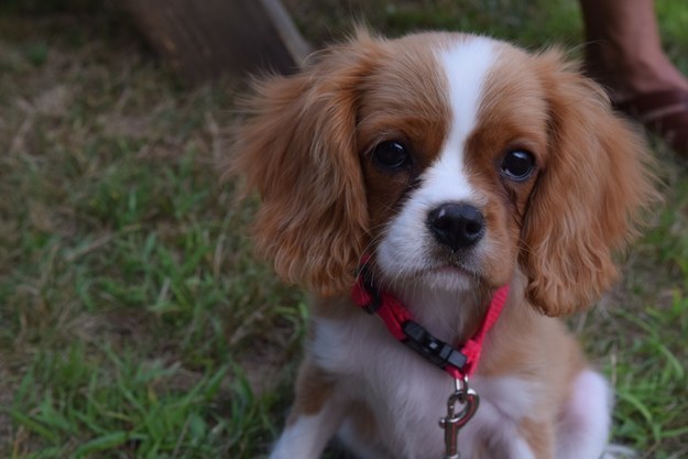 21 cuki kutyás fotó, amit neked is látnod kell ma! 21 cuki kutyás fotó, amit neked is látnod kell ma!