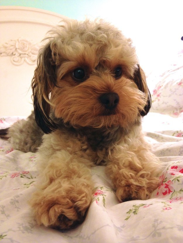 21 cuki kutyás fotó, amit neked is látnod kell ma! 21 cuki kutyás fotó, amit neked is látnod kell ma!